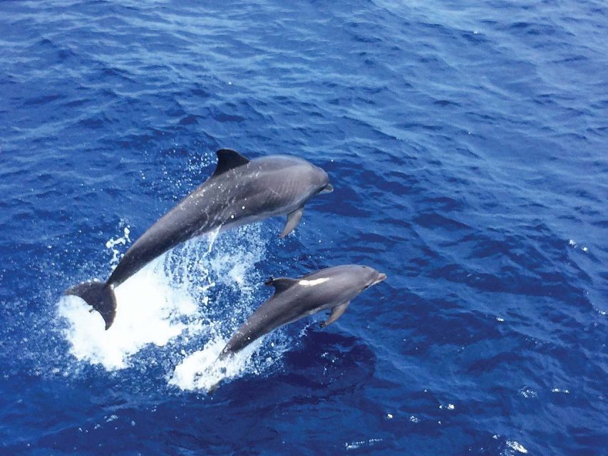 Santa Ponsa: Dolphin Watching Cruise - Santa Ponsa Dolphin Watching Cruise: what you’re really buying for $41