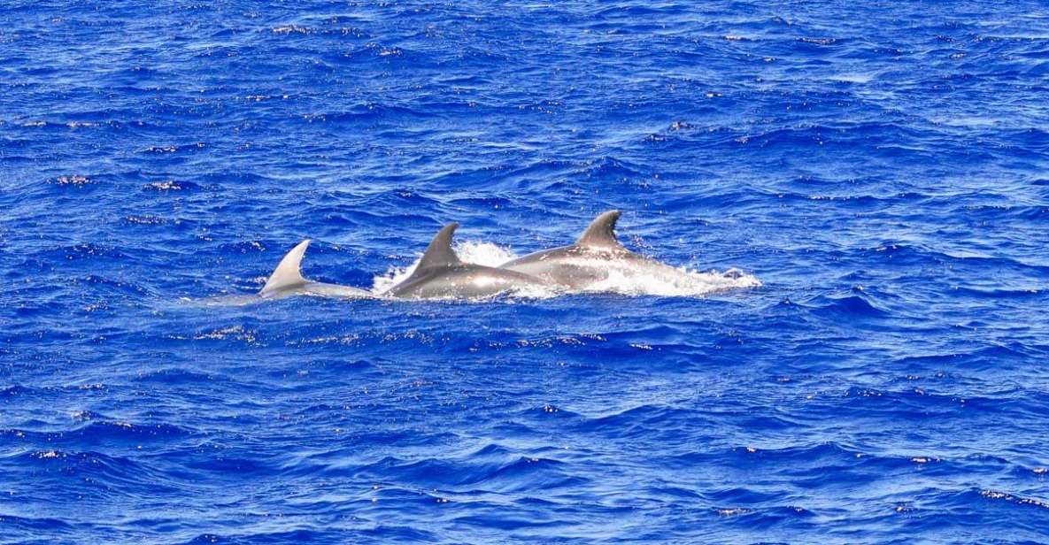 Santa Ponsa: Dolphin Watching Cruise - Dolphin spotting in the wake: how the captain improves your odds