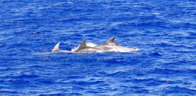 Santa Ponsa: Dolphin Watching Cruise - From the jetty at Playa de Santa Ponsa: the vibe and the route feel