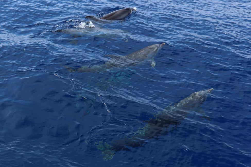 Santa Ponsa: Dolphin Watching Cruise - Two trip lengths: dolphin-only vs dolphins plus a Mediterranean swim