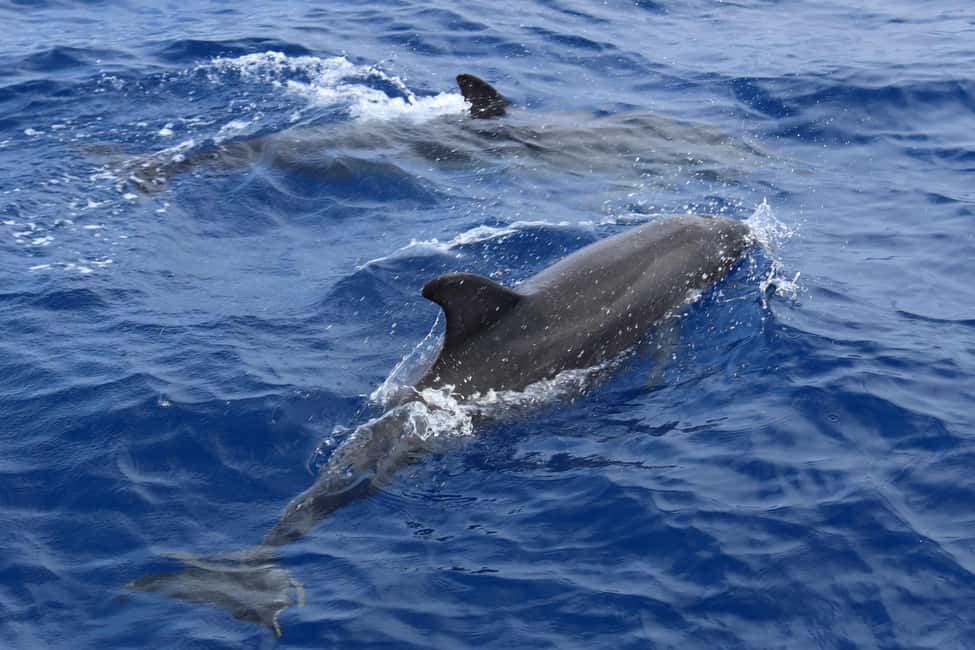 Santa Ponsa: Dolphin Watching Cruise - The bar, sangria, and snacks: what it adds (and what it costs)