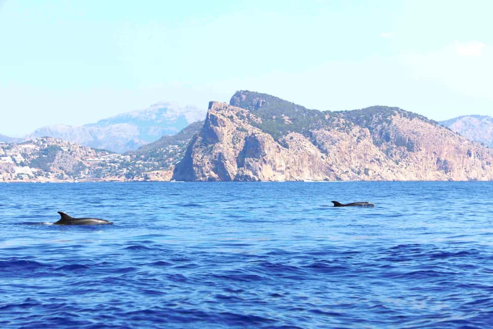 Santa Ponsa: Dolphin Watching Cruise - The glass-bottom question: worth checking before you get your hopes up