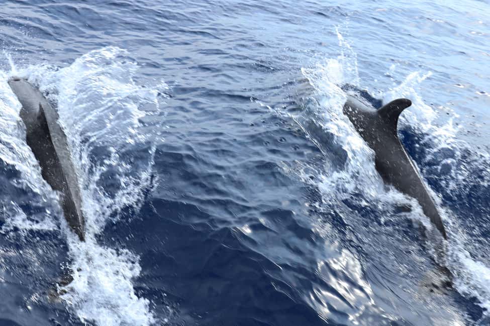 Santa Ponsa: Dolphin Watching Cruise - Wildlife rules and environmental care: what the operator promises