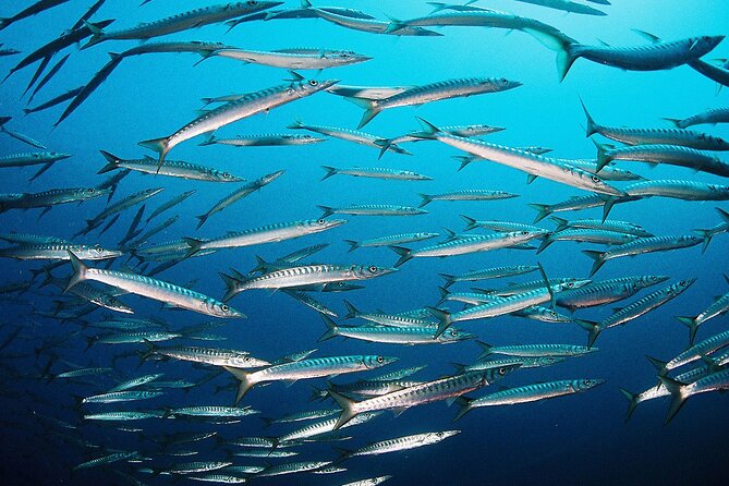 Scuba Diving Baptism and Snorkeling in Ibiza - What marine life you can realistically look for