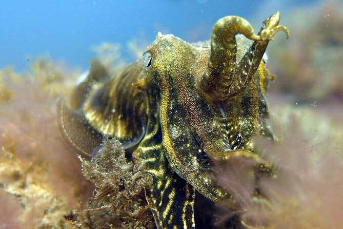 Scuba Diving Experience for Beginners in Gran Canaria - The guided underwater experience: what you’ll see and how long it lasts