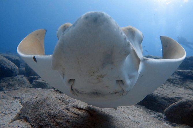 Scuba Diving for Certified Divers in Costa Adeje - Key Highlights You’ll Notice Right Away