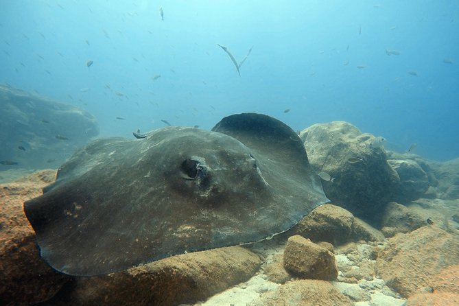 Scuba Diving for Certified Divers in Costa Adeje - Getting Started at PADI 5 Travel Sub in Costa Adeje