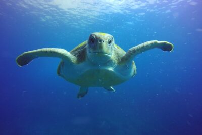 Scuba Diving for Certified Divers in Costa Adeje - Speedboat Transfer to Local Underwater Spots