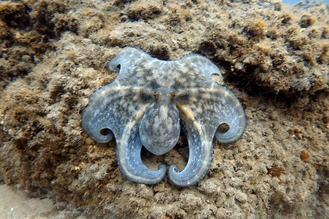 Scuba Diving for Certified Divers in Costa Adeje - What You Might See: Visibility, Wildlife, and the Dolphins Factor
