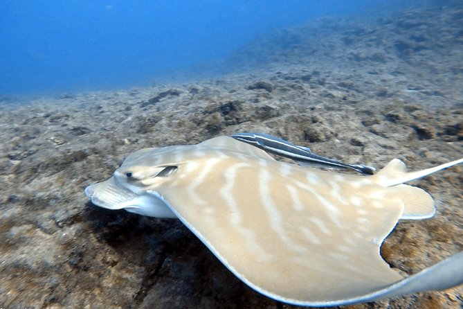 Scuba Diving for Certified Divers in Costa Adeje - Price and Value: Why $66.37 Can Make Sense