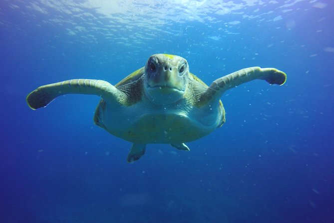 Scuba Diving for Certified Divers in Costa Adeje - Speedboat Transfer to Local Underwater Spots