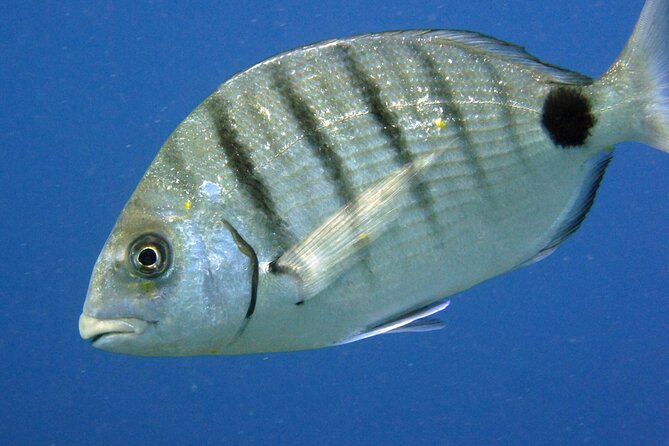 Scuba Diving in Lanzarote (for certified divers only) - What You’ll See Underwater: Reefs, Caverns, and Lots of Marine Life