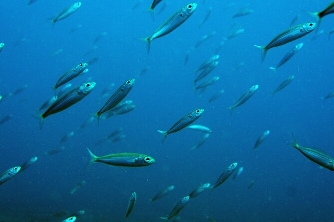 Scuba Diving in Lanzarote (for certified divers only) - Safety and Briefing Style: What a PADI Instructor Adds