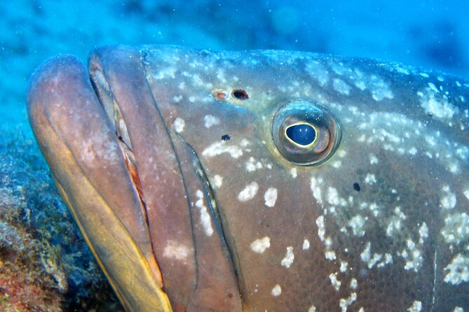 Scuba Diving in Lanzarote (for certified divers only) - Price and Value: Is $96.75 a Good Deal?