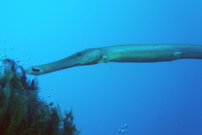 Scuba Diving in Lanzarote (for certified divers only) - Who Can Join (and Who Should Skip This One)