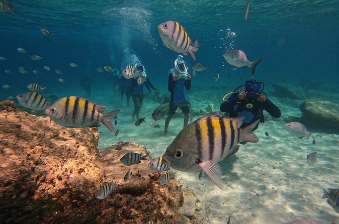 Sea Trek Underwater Walk in Tenerife – No Swimming Required - What you’ll see down there: fish, volcanic sand, and rock shapes