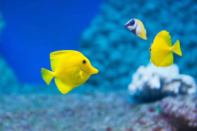Sealife Benalmadena Entrance Ticket - The interactive rockpool zone: starfish and hermit crab made kid-friendly