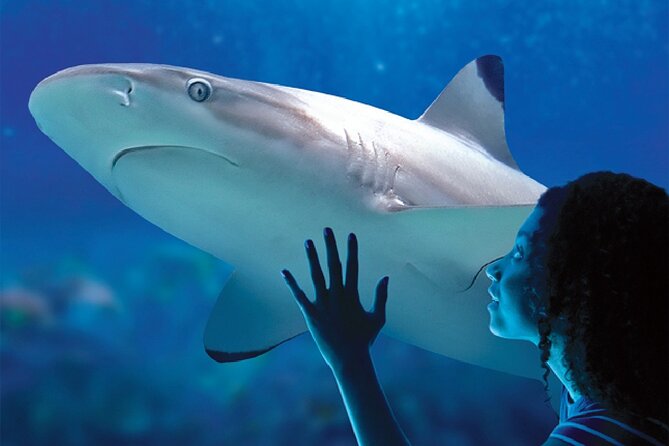 Sealife Benalmadena Entrance Ticket - Price and value: is $25.23 a good deal?