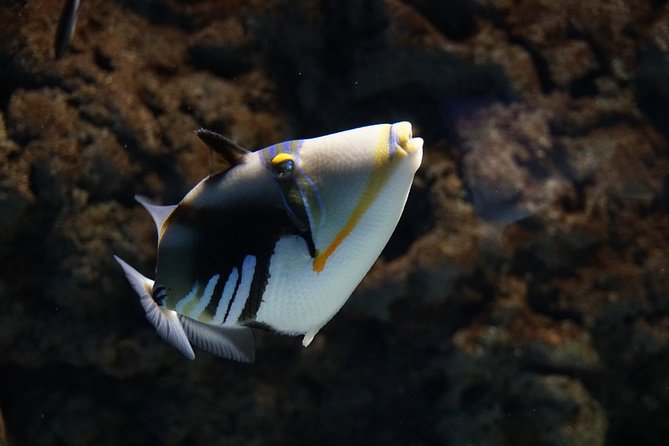 Seville Aquarium Admission Ticket - Pacific and Indo-Pacific: where the main tanks do the heavy lifting