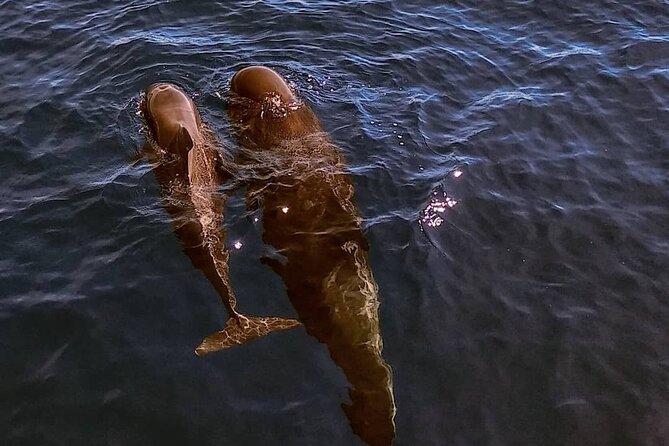 Small Group Boat Whale and Dolphin Watching Tour - Valle Gran Rey and the Pura Vida meeting point