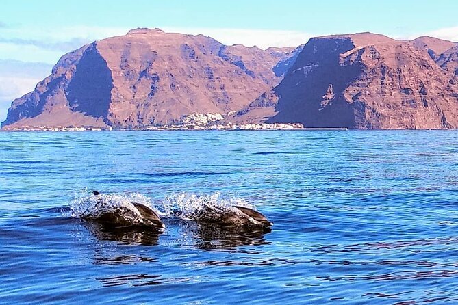 Small Group Boat Whale and Dolphin Watching Tour - Animal-friendly watching: what to look for in how they operate