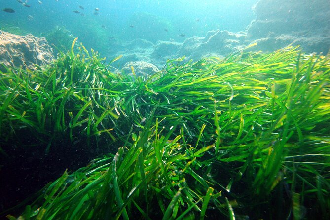 Small Group Diving Adventure in Menorca - Price and value: what $96.54 buys you in Menorca