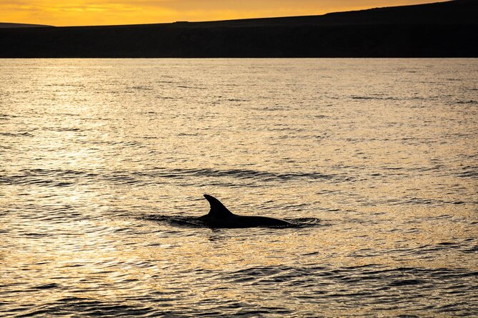 Small Group Dolphin Sunset Tour on Electric Catamaran Lanzarote - Electric catamaran sunset, launched from Puerto Calero