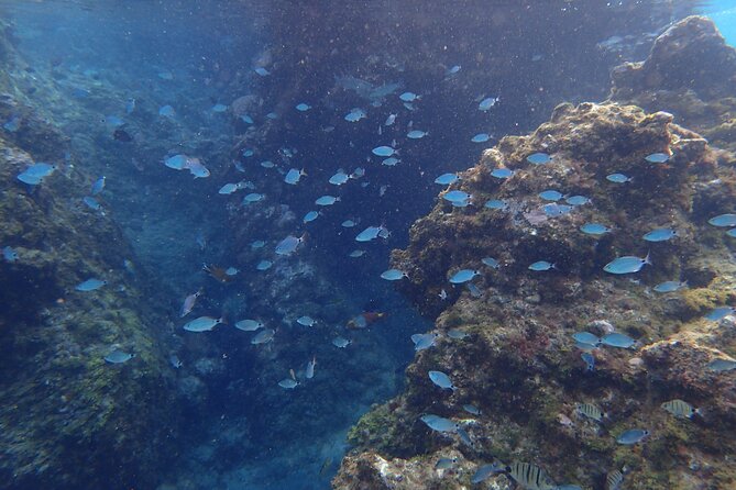 Snorkel in Lanzarote with Guide - Who this snorkeling tour suits best