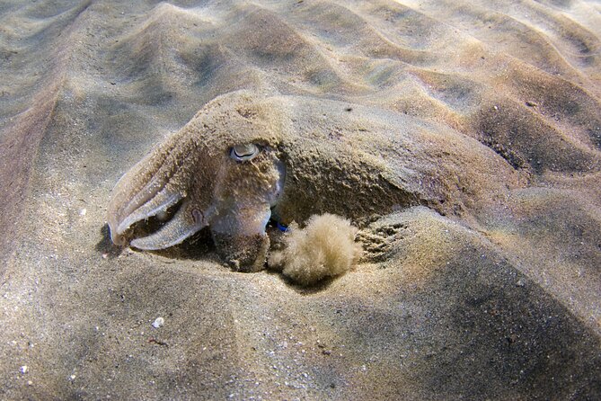 Snorkeling in Gran Canaria with Hotel Pick-up - PADI Coaching, Safety Talk, and Finding Fish Without Guesswork