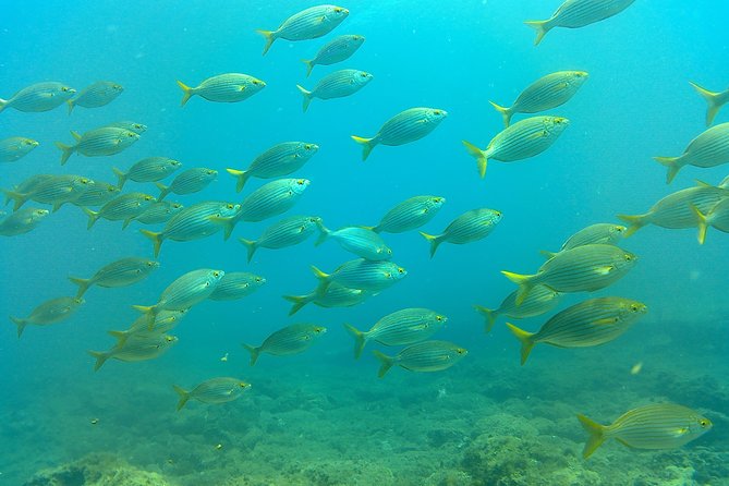 Snorkeling in Gran Canaria with Hotel Pick-up - Price and Value: What $66.37 Gets You (and Why It’s Not Just About the Swim)