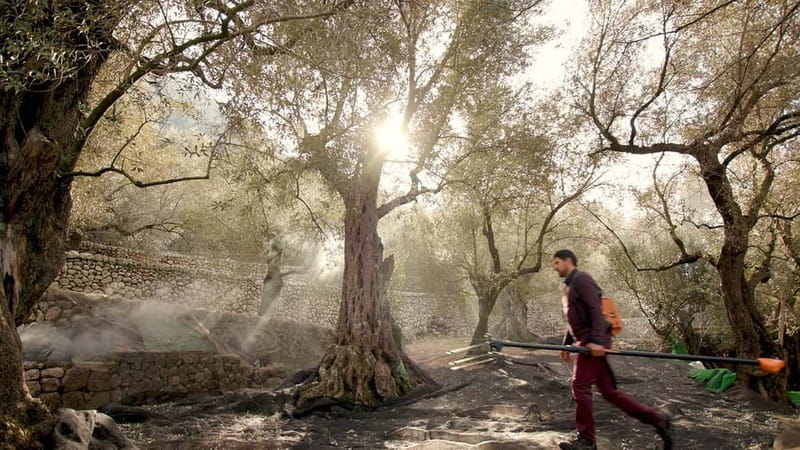Sóller: Olive Oil Guided Tour and Tasting at Can Det Estate - Ancient olive cultivation, citrus, and the Serra de Tramuntana connection
