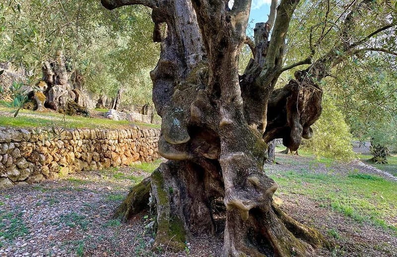 Sóller: Olive Oil Guided Tour and Tasting at Can Det Estate - Timing and logistics that make the experience smoother
