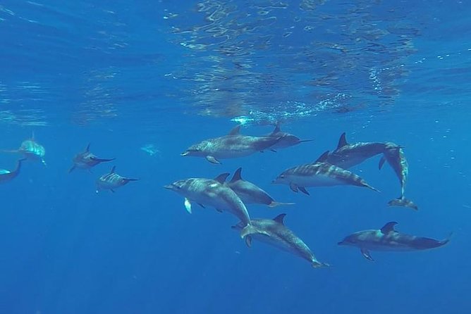 Spirit of the Sea: Cetacean sighting in Gran Canaria - Spirit of the Sea Key Highlights (Why This Trip Works)