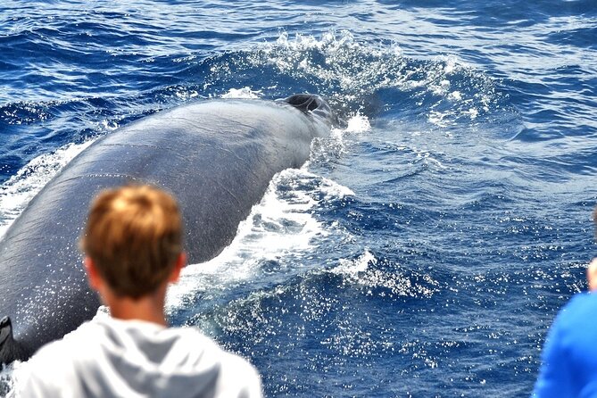 Spirit of the Sea: Cetacean sighting in Gran Canaria - Meeting at Puerto Rico: Getting Set for a 2.5-Hour Hunt