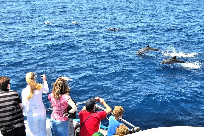 Spirit of the Sea: Cetacean sighting in Gran Canaria - What You’re Searching For: Dolphins, Whales, and Other Marine Surprises