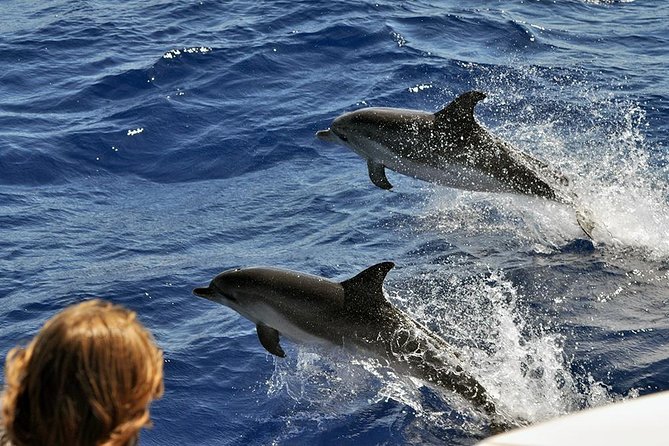 Spirit of the Sea: Cetacean sighting in Gran Canaria - Respect at Sea: Watching Without Chasing the Animals