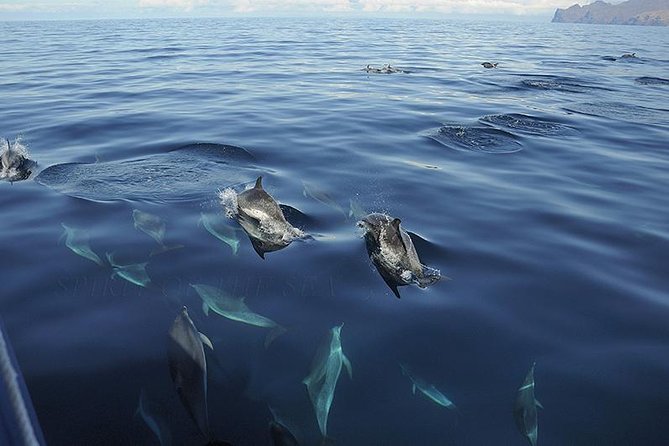 Spirit of the Sea: Cetacean sighting in Gran Canaria - Price and Value: Why $48.27 Can Be a Good Deal