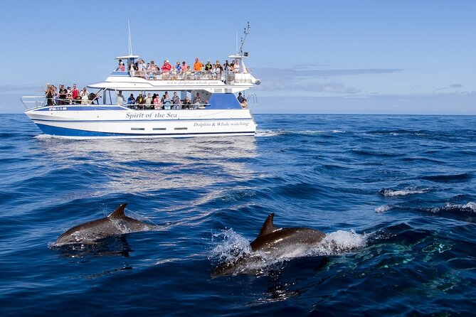 Spirit of the Sea: Cetacean sighting in Gran Canaria - Who Should Book Spirit of the Sea (and Who Might Skip)