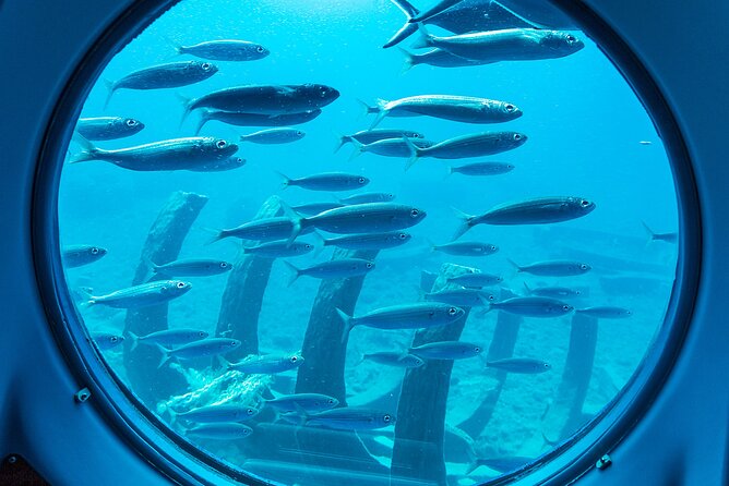 SUBMARINE ADVENTURE - Submarine Excursion in Puerto de Mogán - What You’ll Notice Underwater: Light, Fish, and That Murky-Day Factor