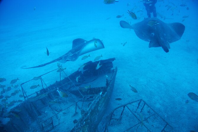 Submarine tour Tenerife: a 1 hour underwater experience - Water clarity and noise: small tips that make the day better