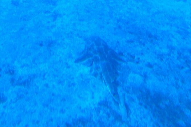 Submarine tour Tenerife: a 1 hour underwater experience - What you can spot: fish, rays, and those up-close moments