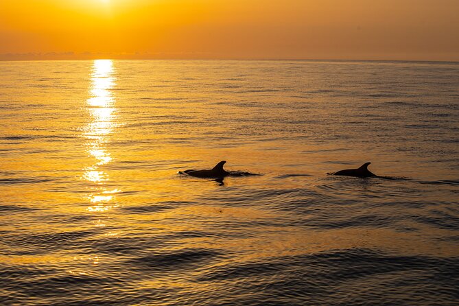 Sunrise Boat Trip in Mallorca with Dolphin-Watching - Breakfast details: what’s included and how filling it really is