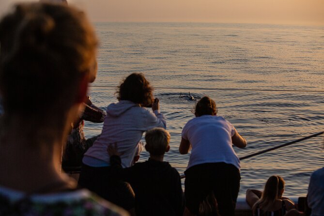 Sunrise Boat Trip in Mallorca with Dolphin-Watching - Dolphin sightings: what you should hope for (and what the voucher means)