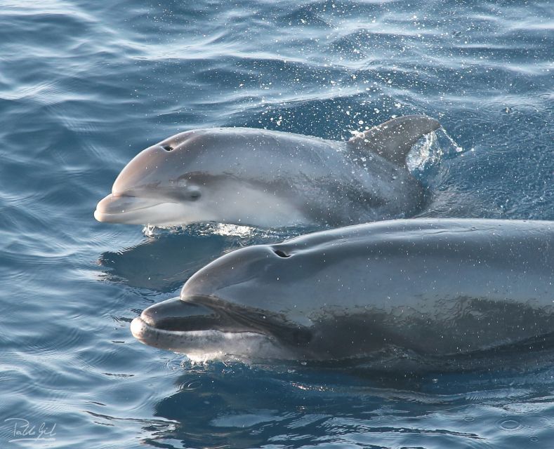 Tarifa: Whale & Dolphin Watching in the Strait of Gibraltar - Key highlights to look for on the Turmares Tarifa cruise