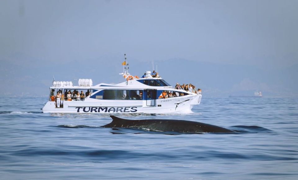 Tarifa: Whale & Dolphin Watching in the Strait of Gibraltar - When to expect dolphins vs whales
