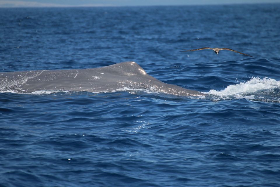Tarifa: Whale & Dolphin Watching in the Strait of Gibraltar - Whale watching from Tarifa in the Strait of Gibraltar