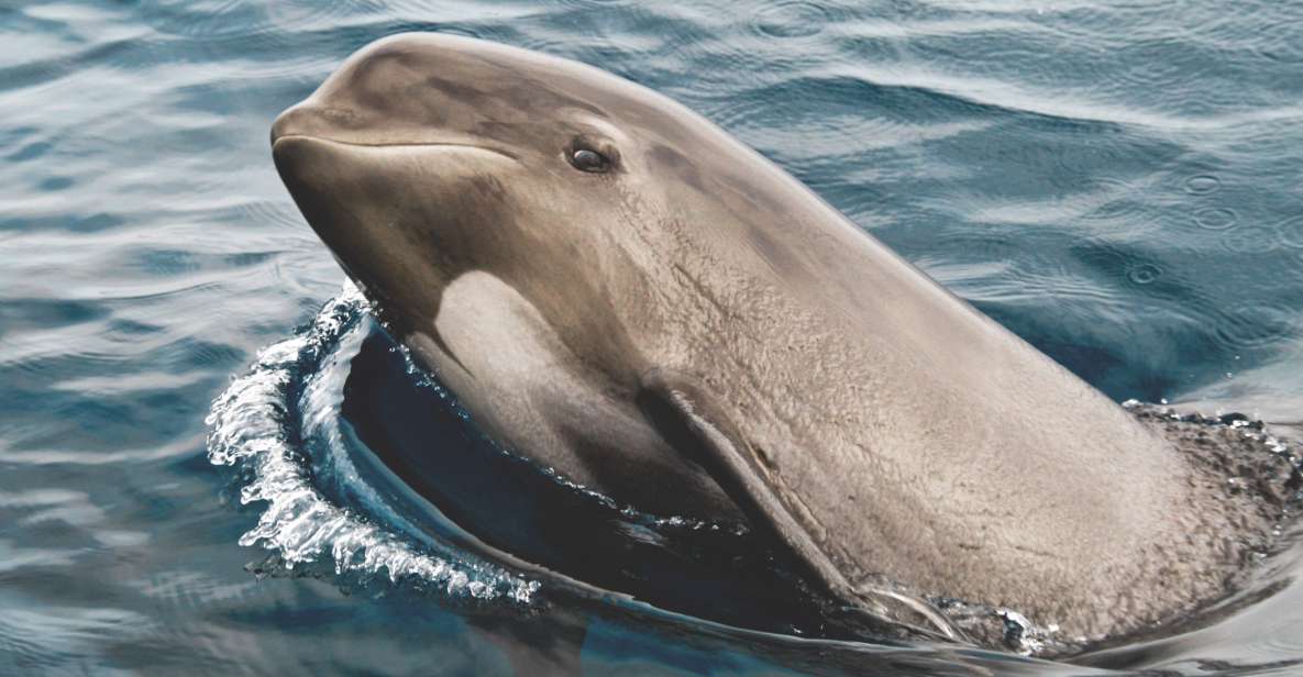 Tarifa: Whale & Dolphin Watching in the Strait of Gibraltar - The 30-minute Tarifa check-in that matters more than it sounds