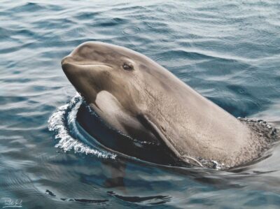 Tarifa: Whale & Dolphin Watching in the Strait of Gibraltar - Price and what $53 really buys you