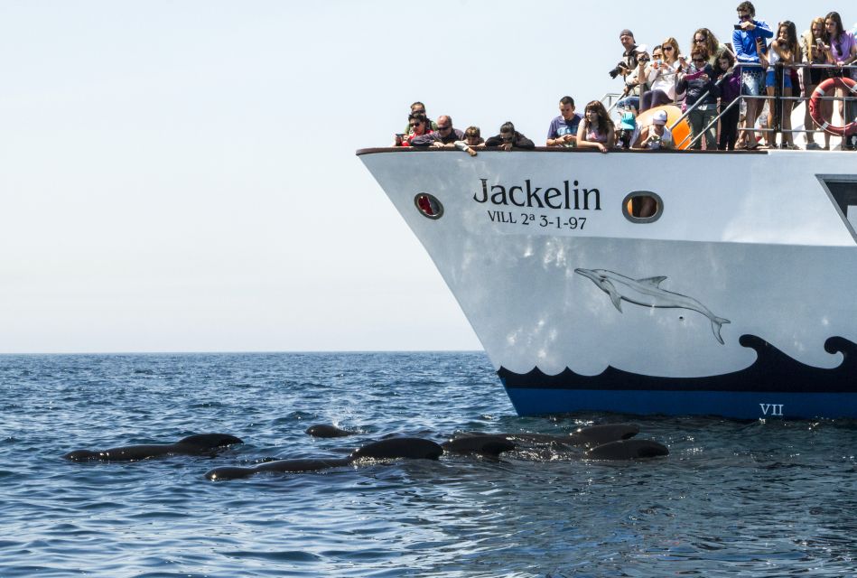 Tarifa: Whale & Dolphin Watching in the Strait of Gibraltar - On the water: what you’ll do during the two-hour cruise