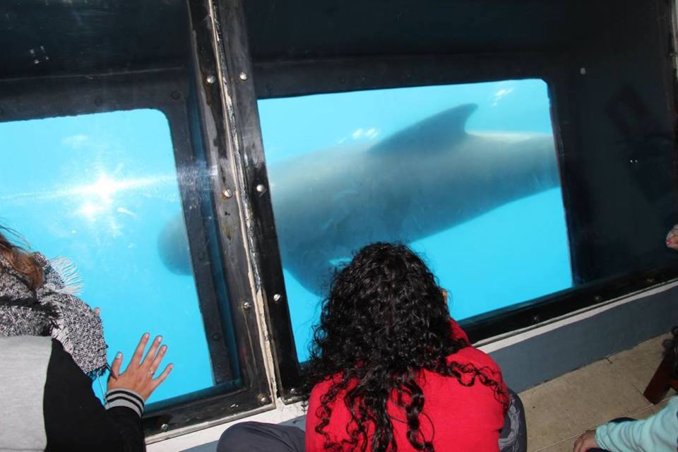 Tarifa: Whale & Dolphin Watching in the Strait of Gibraltar - Spotting tips that will help you see more
